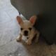 French Bulldog Puppies