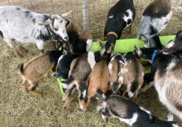 Nigerian dwarf goat for sale
