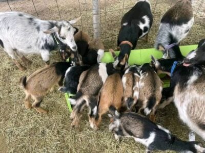 Nigerian dwarf goat for sale