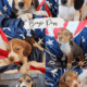Purebred Beagle puppies – Male #1