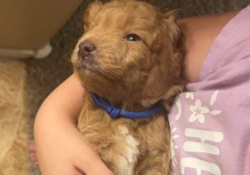 Boy mini aussiedoodle