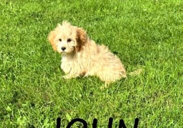 John Male Cavapoo Puppy