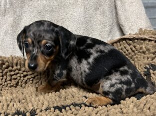 Chiweenie puppies