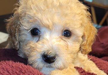 Toy Poodle Puppies