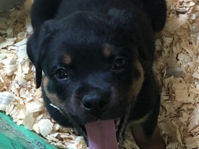 Rottweiler AKC