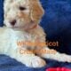 Standard Poodle Pups (available July26)