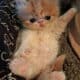Persian kittens