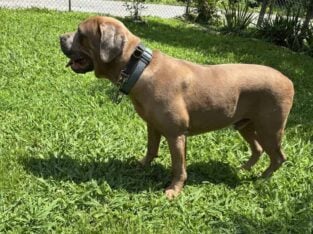 Male Cane Corso