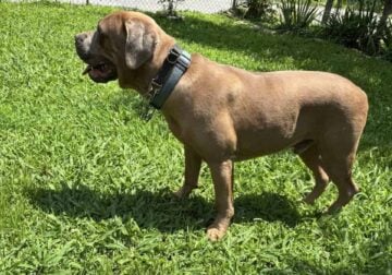 Male Cane Corso