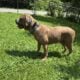 Male Cane Corso