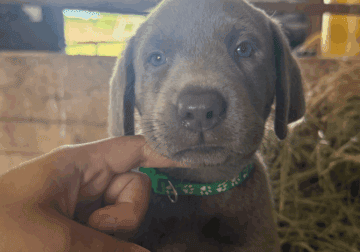 Silver Labrador puppies
