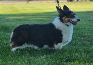 Pembroke Corgi