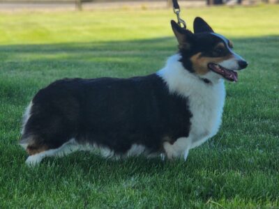 Pembroke Corgi