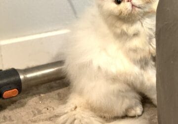 White Himalayan gold eyes