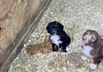 Aussiedoodles