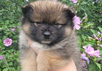 Pomeranian Puppies