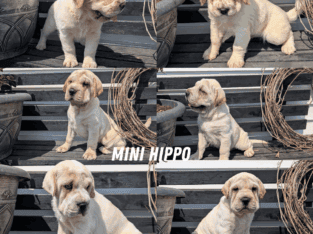MINI HIPPO PUPS BORN APRIL 27
