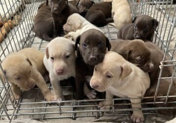 Puppies