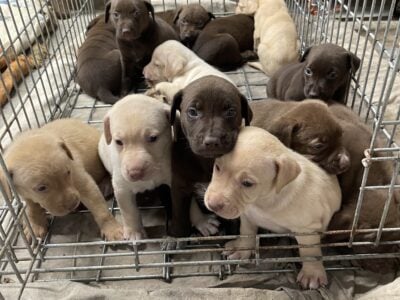 Puppies