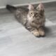 Maincoon mix kittens