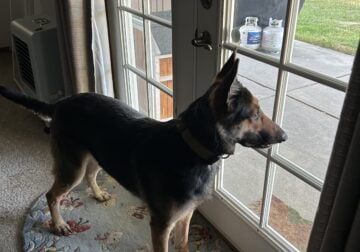 Zena: German Shepherd / Belgian Malinois cross