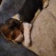 Litter of 8 basset hounds