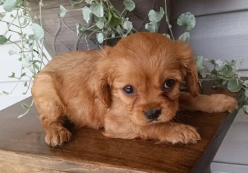 Male kings Charles Cavalier