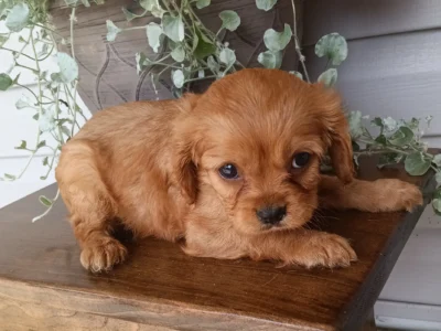 Male kings Charles Cavalier