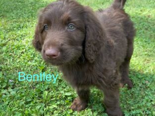 Meet Bentley!