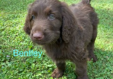 Meet Bentley!