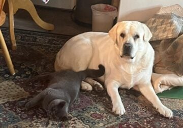 4 years pure breed Labrador Retriever male