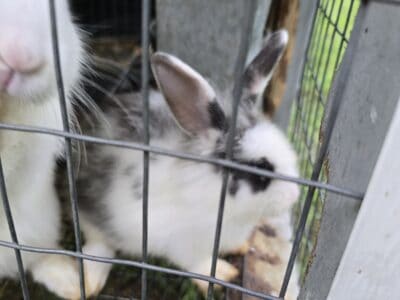Bunnies