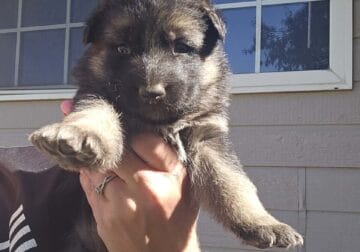 German Shepherd Puppies