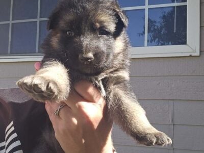 German Shepherd Puppies