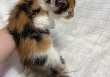 Calico Maine Coon kitten