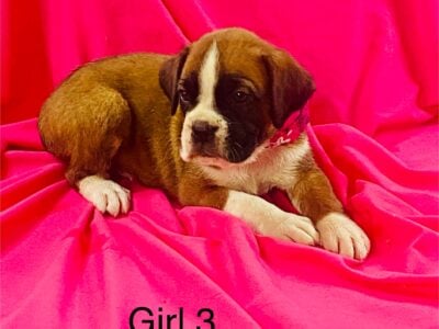 AKC Boxer Puppies
