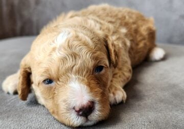 Cute toy poodle male 2