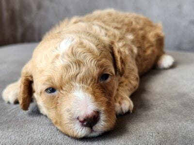 Cute toy poodle male 2