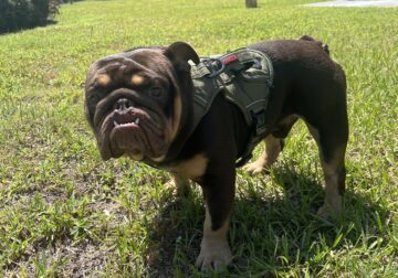 English bulldog that needs a good home