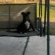 Terrier/Labrador Retriever