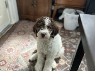 Sheepadoodle – No shedding Puppy