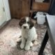 Sheepadoodle – No shedding Puppy