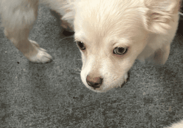 Chihuahua Puppies