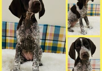 GSP Puppies