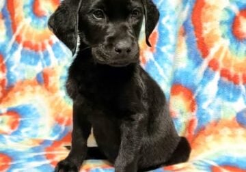 AKC Master Hunter Bloodline Lab Puppies!