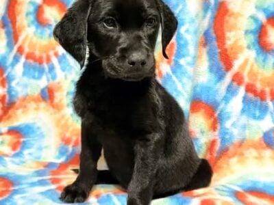 AKC Master Hunter Bloodline Lab Puppies!