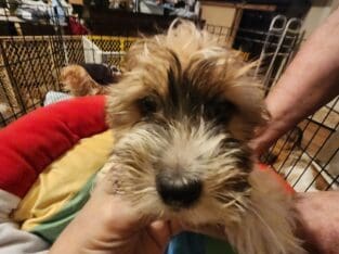Shorkie girl 1
