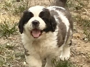 St. Bernard Puppies