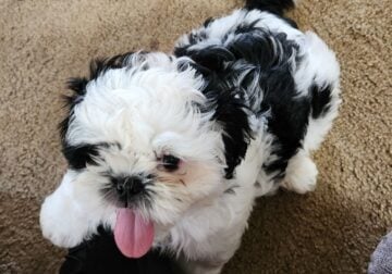 Adorable Shih Tzu puppies for sale