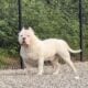 American bully pups ABKC papers. Great bloodlines